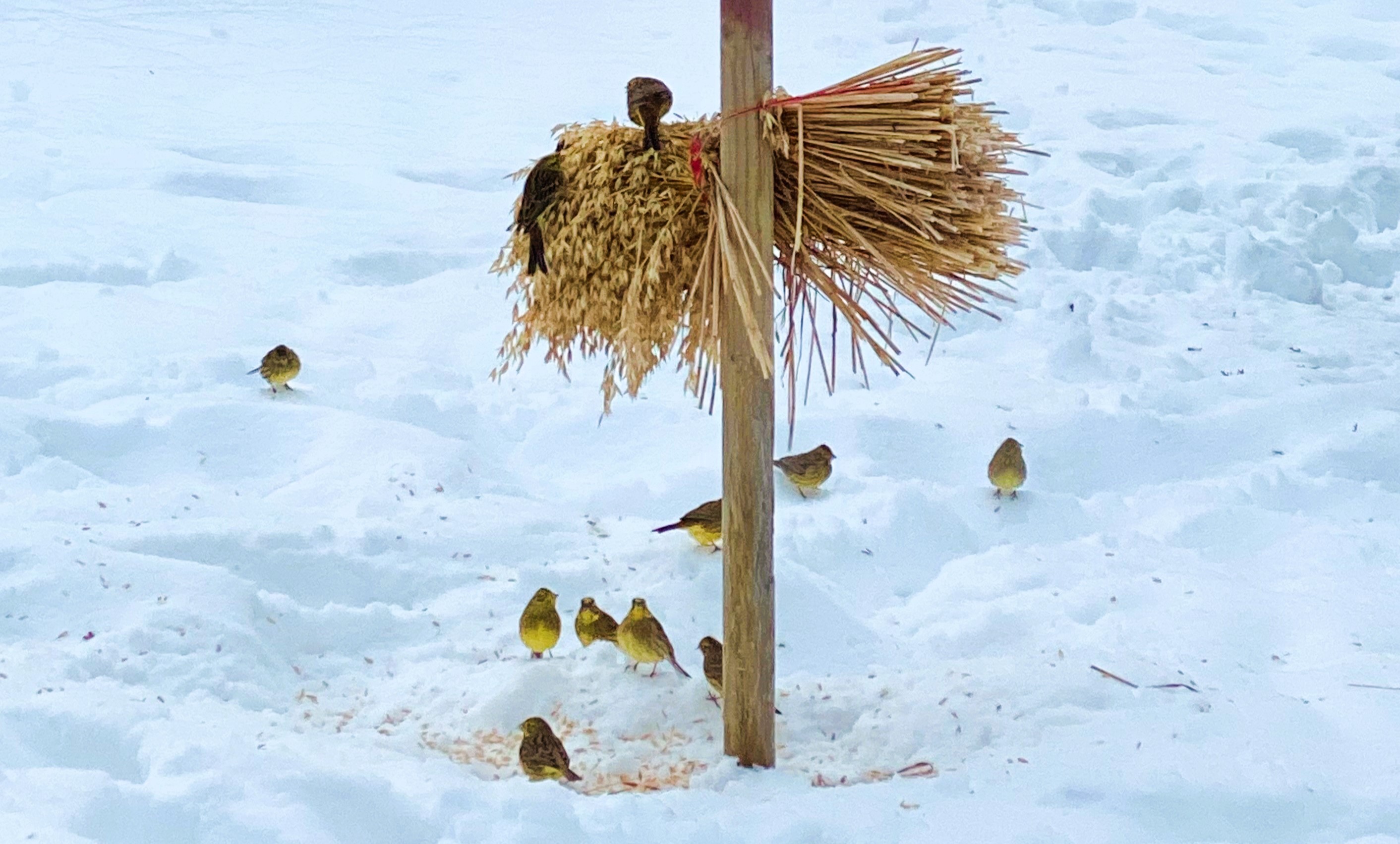 Mange fugler rundt et fuglenek om vinteren