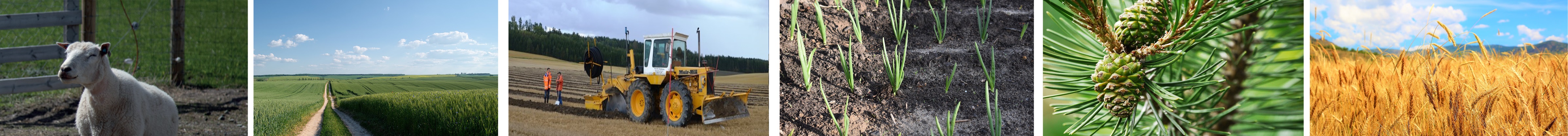 bilde av ulike oppgaver innen jordbruk
